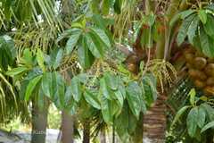 Elaeocarpus sphaericus